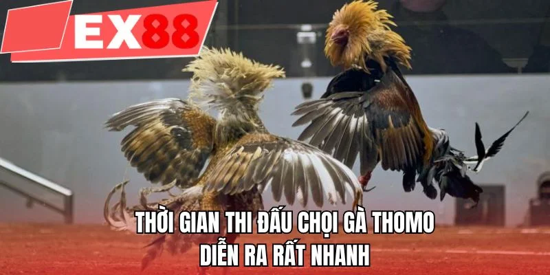 Thời gian thi đấu chọi gà Thomo diễn ra rất nhanh 